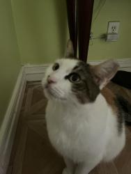 Lost Female Cat last seen Lost grove lilburn, Lilburn, GA 30047