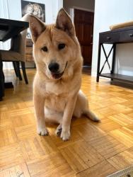 Lost Female Dog last seen Cedar dr, La Marque, TX 77568