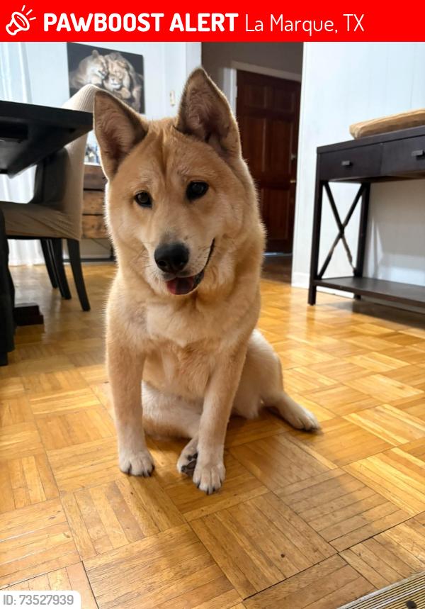 Lost Female Dog last seen Cedar dr, La Marque, TX 77568
