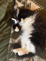 Lost Male Cat last seen Valero Drive & Tesoro, San Marcos, TX 78666