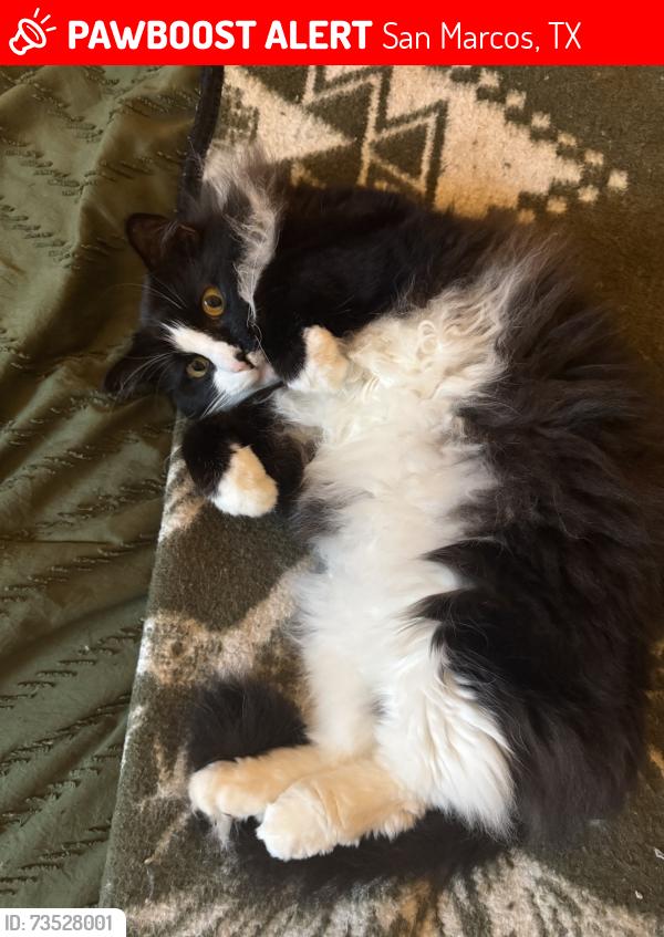 Lost Male Cat last seen Valero Drive & Tesoro, San Marcos, TX 78666