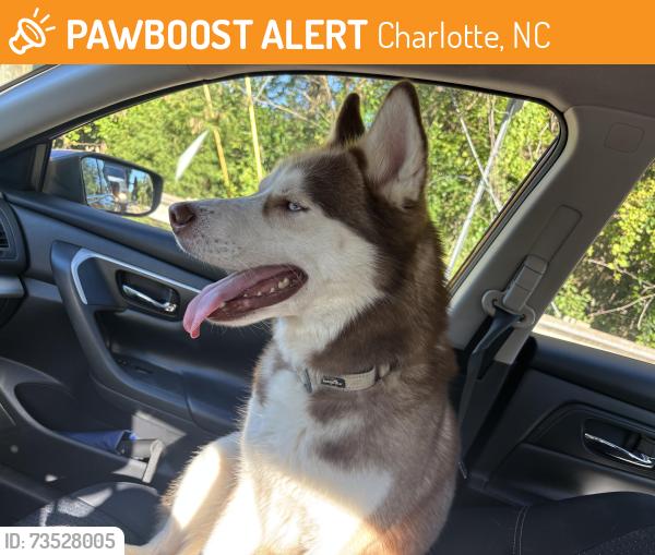 Found/Stray Male Dog last seen Selene at southline, Charlotte, NC 28210