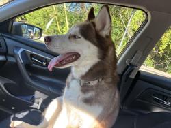 Found/Stray Male Dog last seen Selene at southline, Charlotte, NC 28210