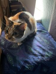 Reunited Female Cat last seen Vernier Woods and Centerlake Ln, Spring, TX 77379