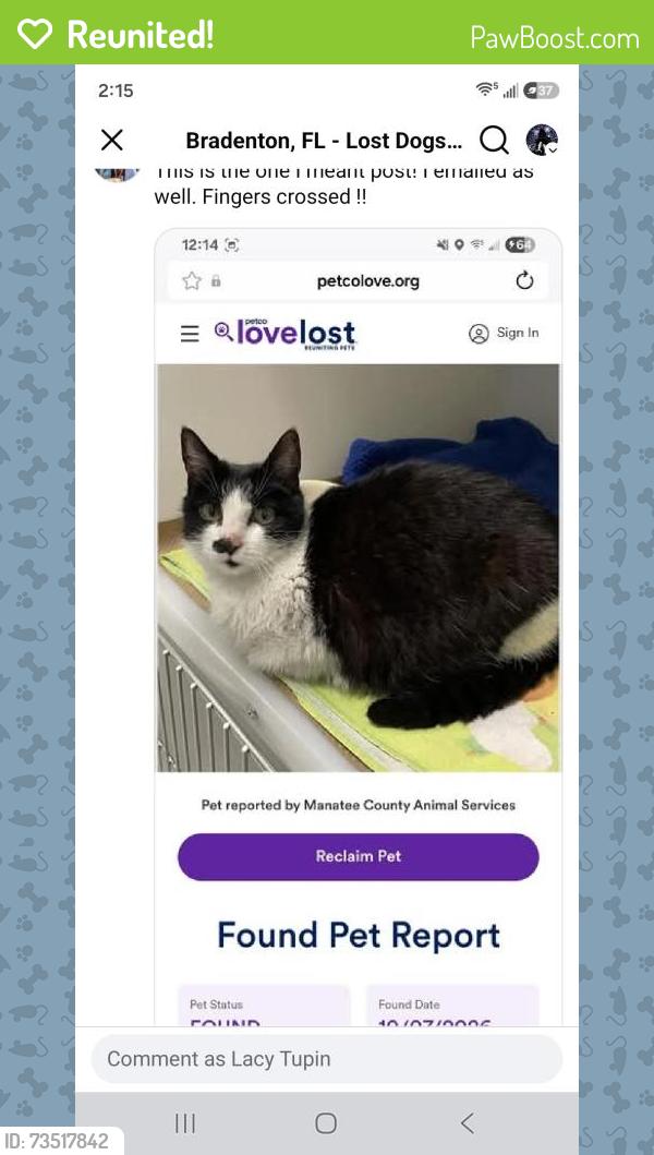 Reunited Female Cat last seen 79th st west Bradenton 34209, Bradenton, FL 34209