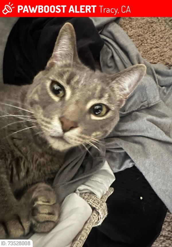 Lost Male Cat last seen Eagle st and sycamore, Tracy, CA 95376