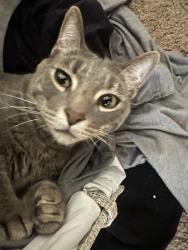 Lost Male Cat last seen Eagle st and sycamore, Tracy, CA 95376
