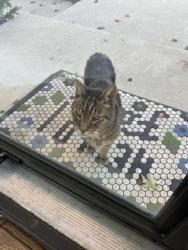 Reunited Unknown Cat last seen Carilla lane near the green hse that is for sale, Columbus, OH 43228