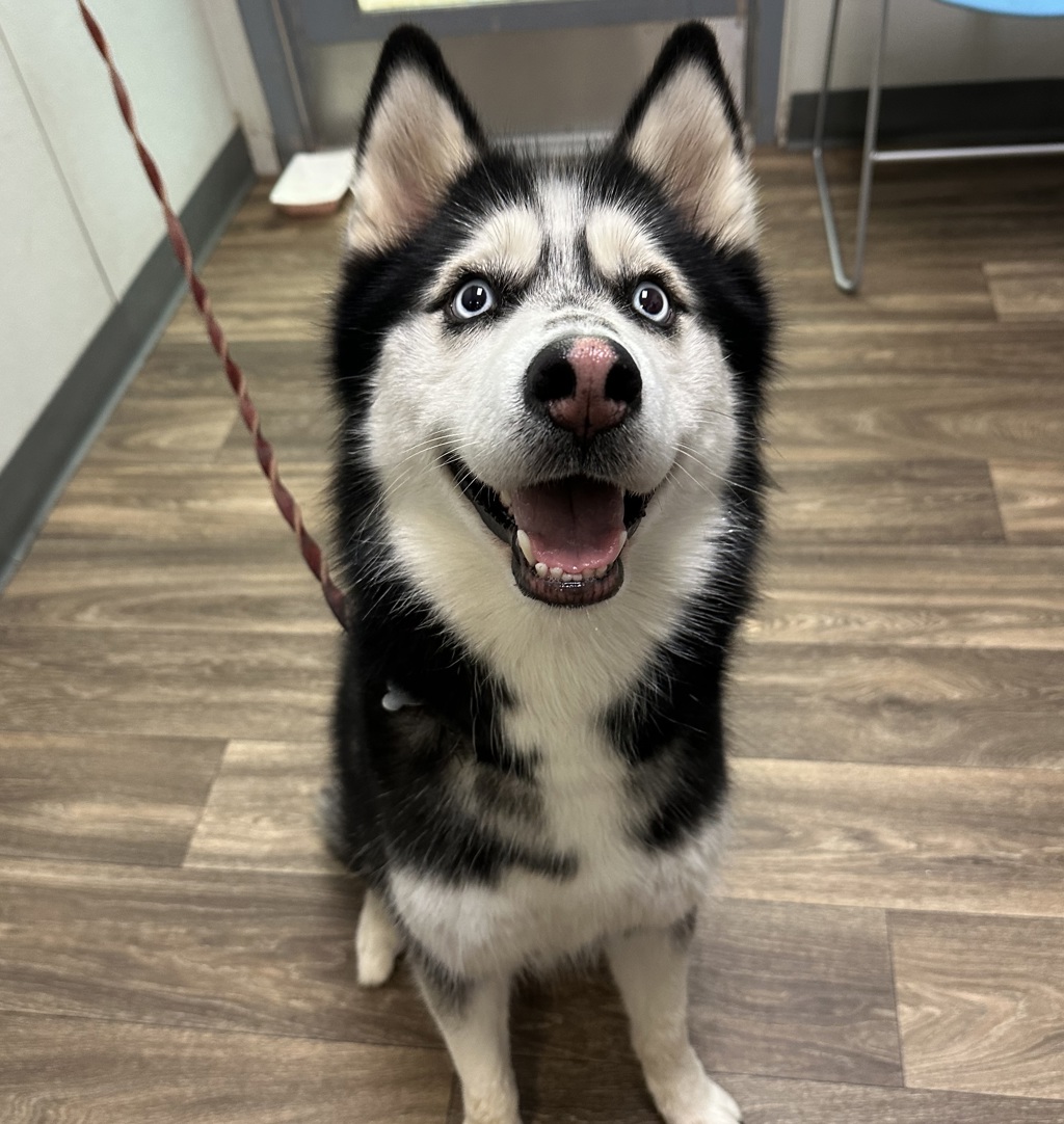 Shelter Stray Female Dog last seen Near Skyline Drive, San Diego, CA, 92114, 5500 Gaines St, San Diego, CA 92110, USA