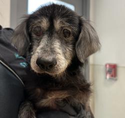 Shelter Stray Male Dog last seen Glen Vista Court, San Diego, CA, 92114, 5500 Gaines St, San Diego, CA 92110, USA