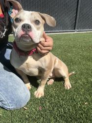Shelter Stray Female Dog last seen Near Vincetta Court, La Mesa, CA, 91942, El Cajon, CA 92020, USA