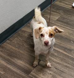 Shelter Stray Female Dog last seen Near National Avenue, San Diego, CA, 92113, 5500 Gaines St, San Diego, CA 92110, USA