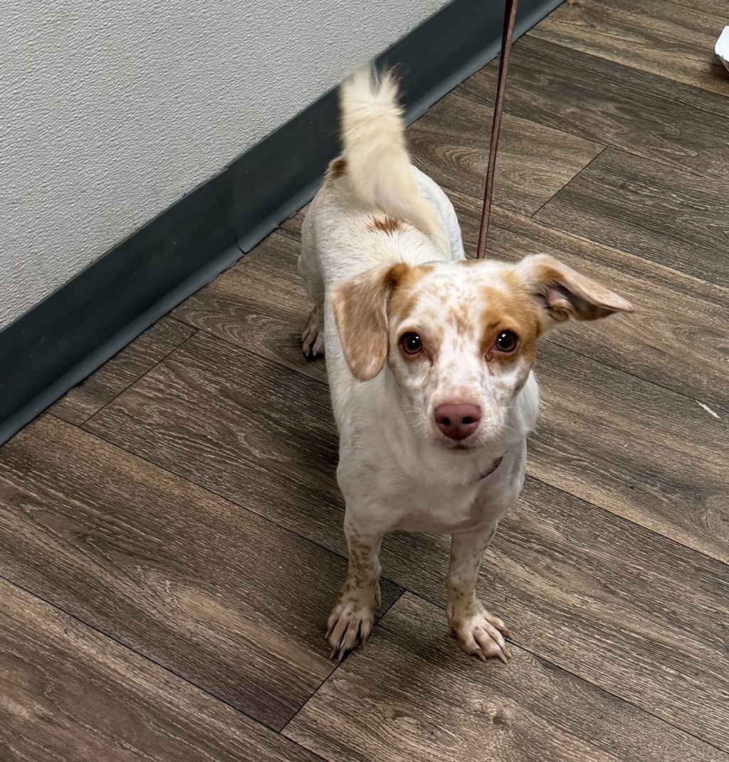 Shelter Stray Female Dog last seen Near National Avenue, San Diego, CA, 92113, 5500 Gaines St, San Diego, CA 92110, USA