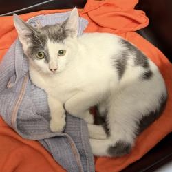 Shelter Stray Male Cat last seen Boomin Smoke & Mart, San Diego, CA, 92105, 5500 Gaines St, San Diego, CA 92110, USA