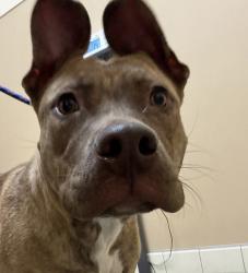 Shelter Stray Female Dog last seen Near N Argonne Road, SPOKANE VALLEY, WA, 99212, 6815 E Trent Ave, Spokane, WA 99212, USA