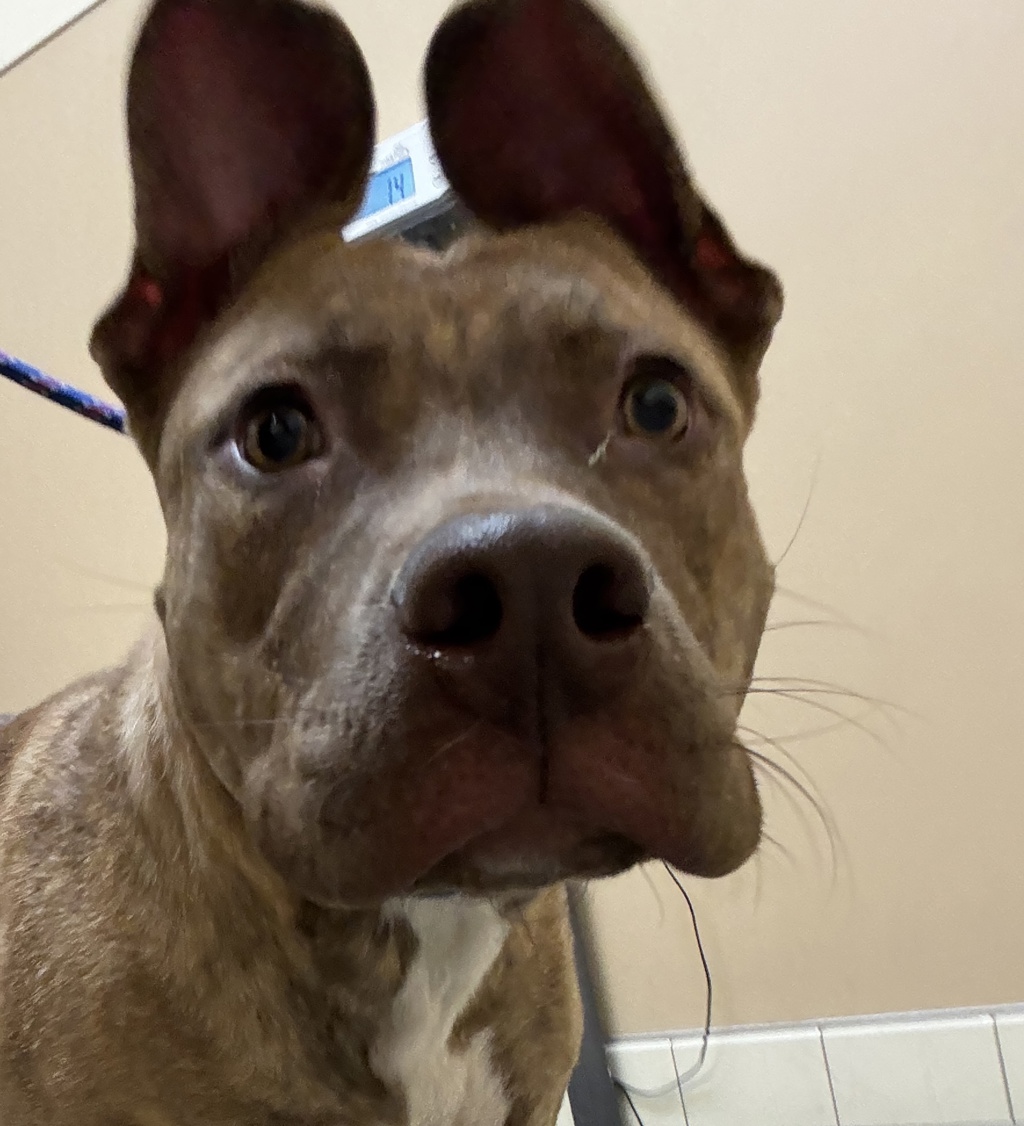 Shelter Stray Female Dog last seen Near N Argonne Road, SPOKANE VALLEY, WA, 99212, 6815 E Trent Ave, Spokane, WA 99212, USA