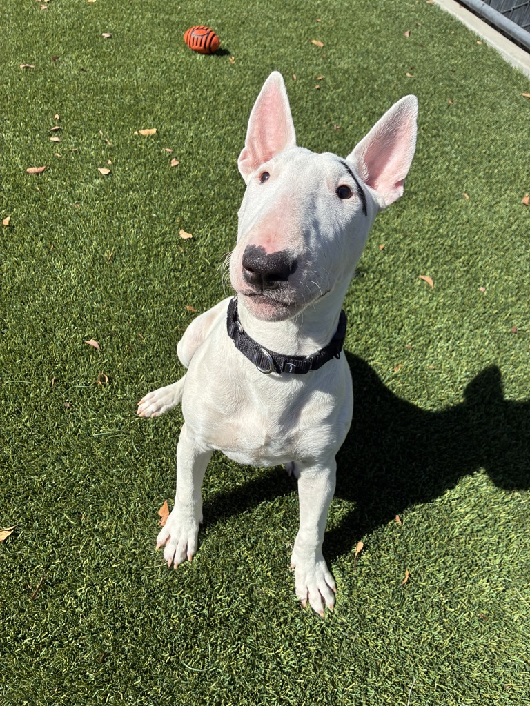 Shelter Stray Male Dog last seen Ballard Street, El Cajon, CA, 92020, El Cajon, CA 92020, USA