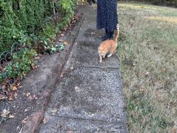 Found/Stray Unknown Cat last seen Glenn Creek and est CT NW, Salem, OR 97304