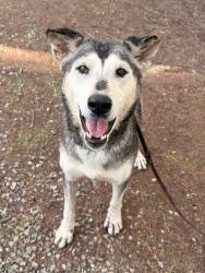 Shelter Stray Female Dog last seen Near Burnet Drive, Escondido, CA, 92027, Escondido, CA 92027, USA