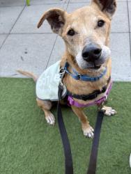 Shelter Stray Male Dog last seen 49th Street, San Diego, CA, 92115, 5500 Gaines St, San Diego, CA 92110, USA