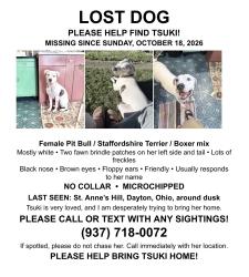 Lost Female Dog last seen St Anne’s hill, Dayton, OH 45402