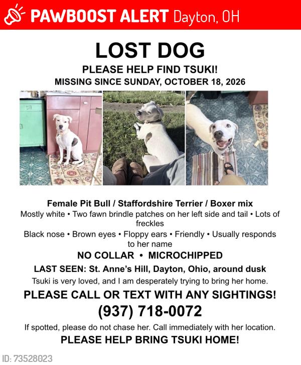 Lost Female Dog last seen St Anne’s hill, Dayton, OH 45402