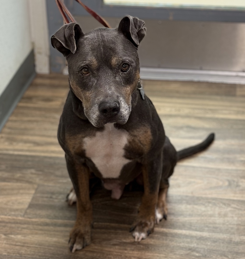 Shelter Stray Male Dog last seen Not Provided., San Diego, CA, 92102, 5500 Gaines St, San Diego, CA 92110, USA