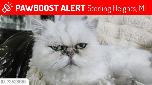 Lost Male Cat last seen 19mile road and saal road sterling heights michigan, Sterling Heights, MI 48313