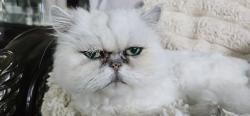 Lost Male Cat last seen 19mile road and saal road sterling heights michigan, Sterling Heights, MI 48313