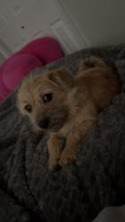 Lost Female Dog last seen Walnut and 9th, Muncie, IN 47302