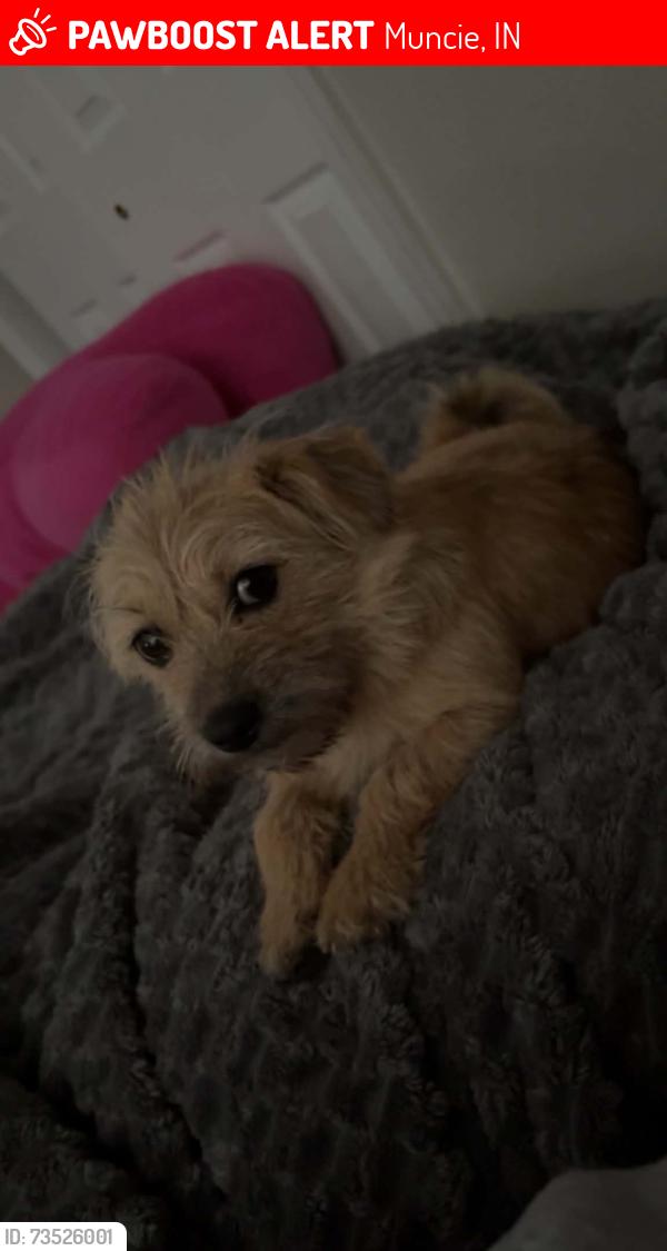 Lost Female Dog last seen Walnut and 9th, Muncie, IN 47302