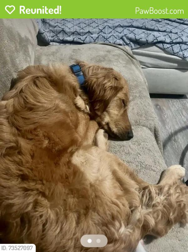 Reunited Male Dog last seen E 25th St & N Mitthoefer Rd, Indianapolis, IN 46229, USA, Indianapolis, IN 46229