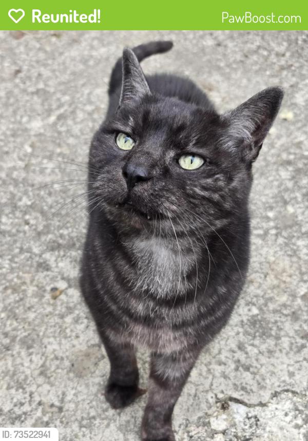 Reunited Male Cat last seen 36th Avenue, Vancouver, BC 