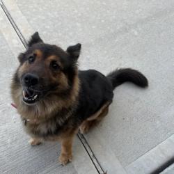 Reunited Female Dog last seen Eagle Creek Lane, Fort Bend County, TX 77469
