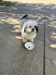 Found/Stray Unknown Dog last seen Dockside Drive and Landing Drive, Grand Prairie, TX 75054