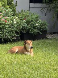 Found/Stray Male Dog last seen Sw 57 Ave between Cecilia and Siena ave’s in coral gables, (50th St), Coral Gables, FL 33146