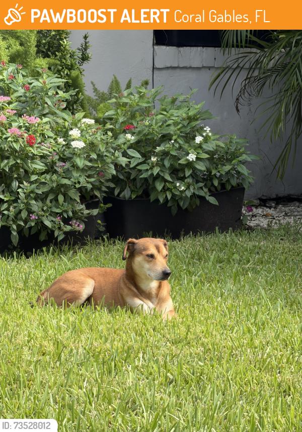 Found/Stray Male Dog last seen Sw 57 Ave between Cecilia and Siena ave’s in coral gables, (50th St), Coral Gables, FL 33146