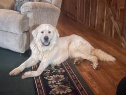 Found/Stray Male Dog last seen SC Hwy 11 and N Hwy 14, Greenville County, SC 29356