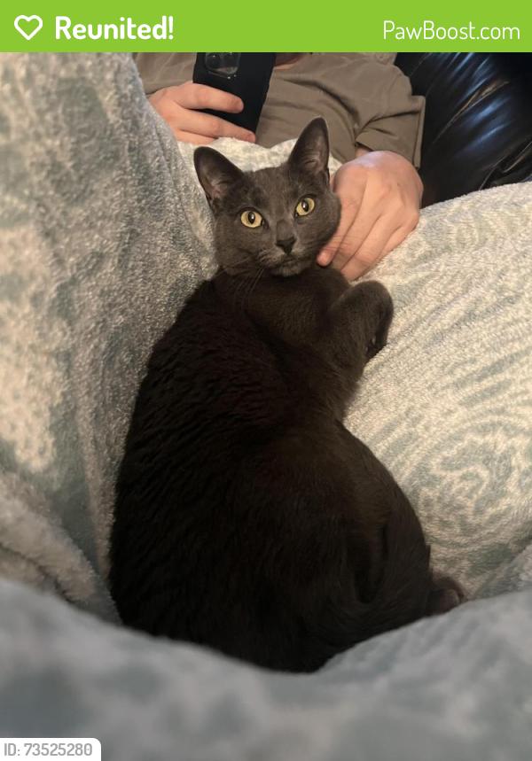 Reunited Female Cat last seen amblers lane, West Mifflin, PA 15122