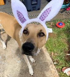 Reunited Female Dog last seen English oaks circle, cville, 22911, Hollymead, VA 22911