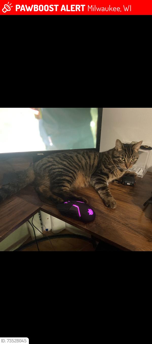 Lost Male Cat last seen Holton and Meinecke, Milwaukee, WI 53212
