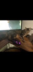 Lost Male Cat last seen Holton and Meinecke, Milwaukee, WI 53212