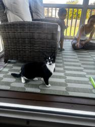 Found/Stray Unknown Cat last seen Near Tree Green Lane, Wake Forest, NC 27587