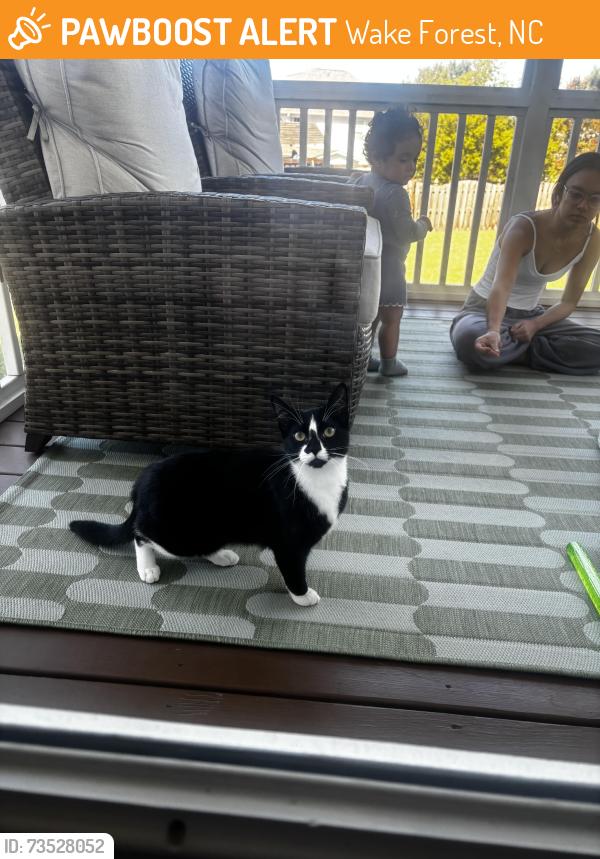Found/Stray Unknown Cat last seen Near Tree Green Lane, Wake Forest, NC 27587