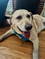 Reunited Male Dog last seen David Caldwell dr and hill n dale dr, Greensboro, NC 27408
