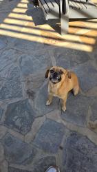 Found/Stray Female Dog last seen Haverhill Drive, Modesto, CA 95356