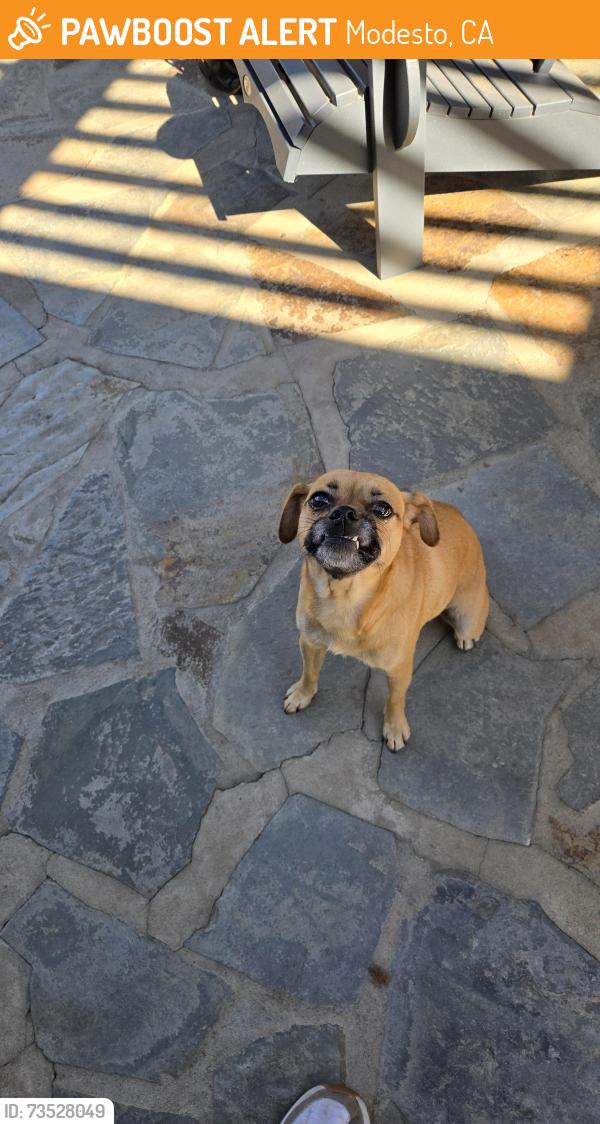 Found/Stray Female Dog last seen Haverhill Drive, Modesto, CA 95356