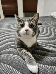 Reunited Male Cat last seen Glencliffe Ln, Houston, TX 77070
