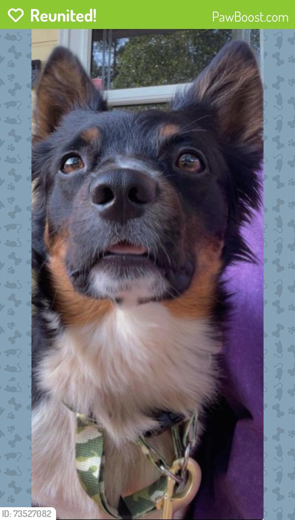 Reunited Male Dog last seen Riverwatch parkway, Martinez, GA 30907