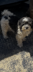 Lost Male Dog last seen Caliente dr, Desert Hot Springs, CA 92240